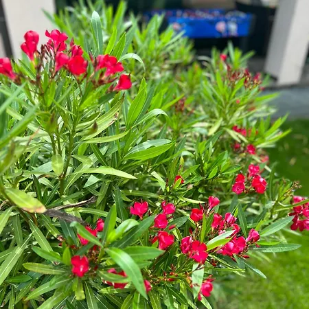 Orchidea Spa&wellness Veľký Meder