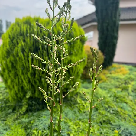 Orchidea Spa&wellness Hotel 3*