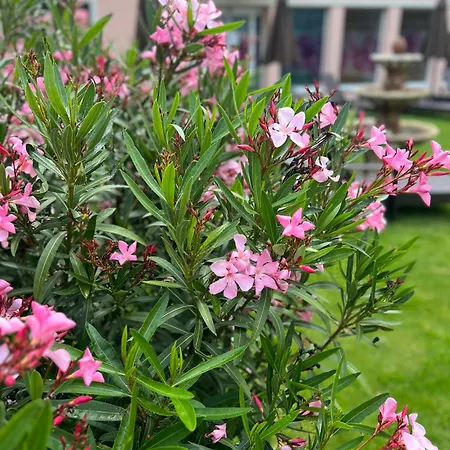& Wellness Orchidea Hotel